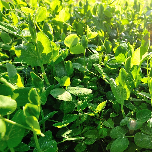 Forage Pea Green Manure Seeds